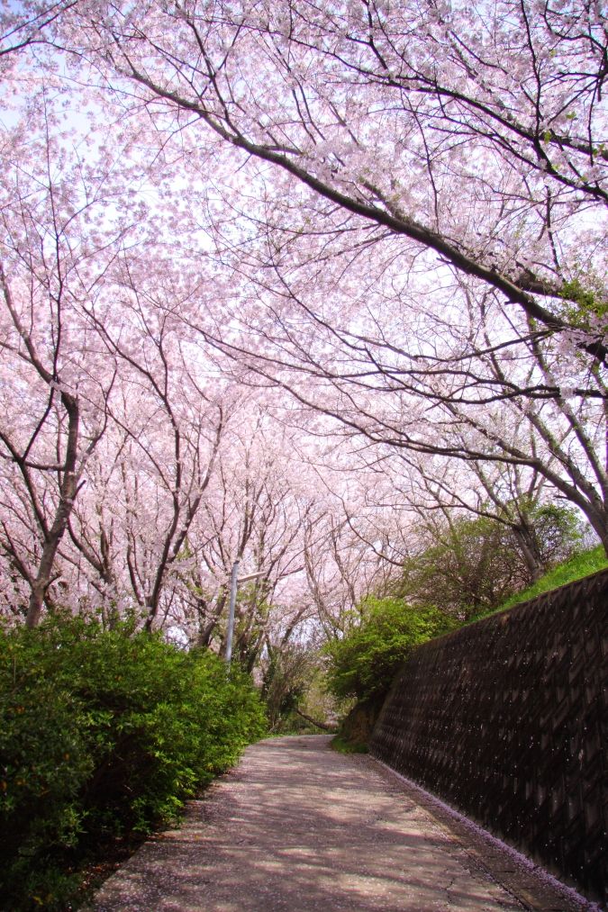 笹山公園 桜