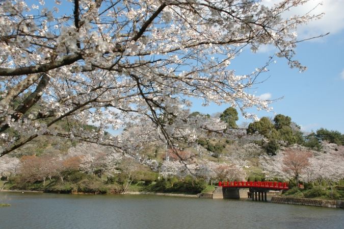 甘木公園・桜