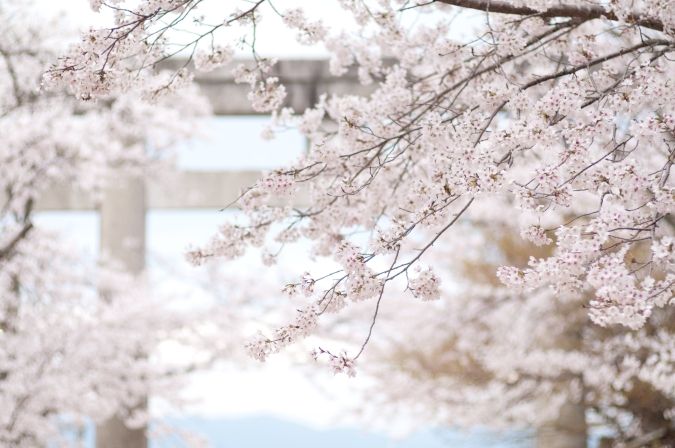 宝満宮竈門神社・桜