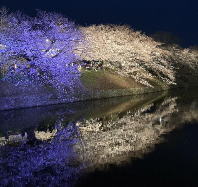 舞鶴公園 夜桜ライトアップ