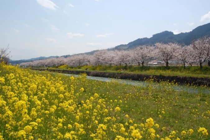 うきは市流川桜並木