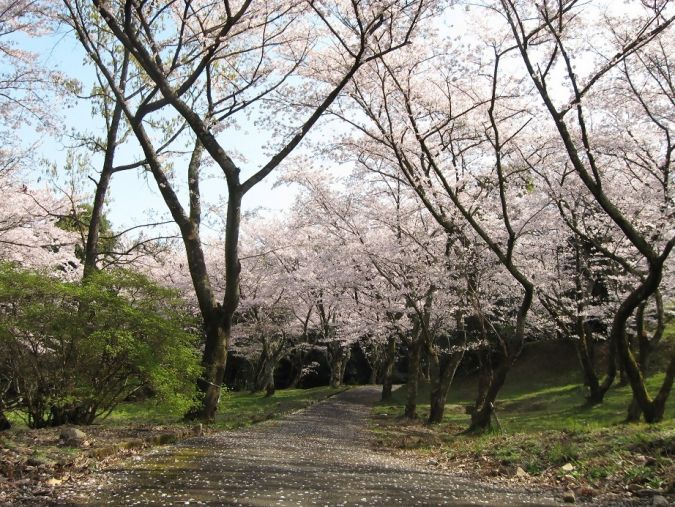 平原古墳公園 桜の風景