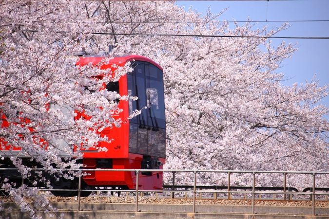 池田川河畔の桜