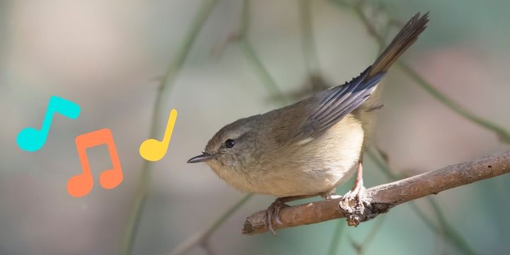 なぜ人間なしで進化した動物の鳴き声を美しいと感じるのか？