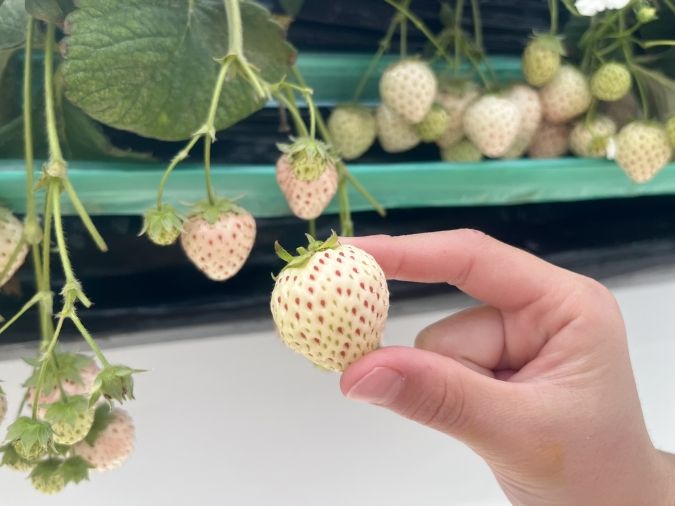 UluuGardensSAGA（うるうガーデンズ佐賀）白いちご