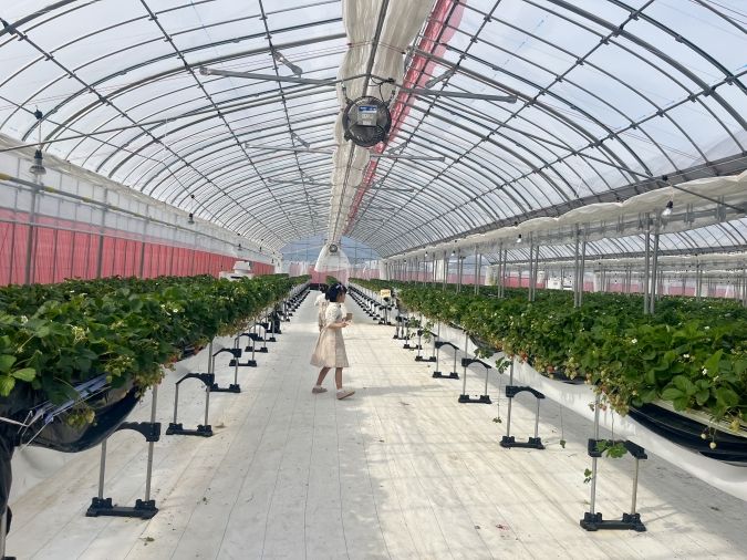 UluuGardensSAGA（うるうガーデンズ佐賀）いちご狩り