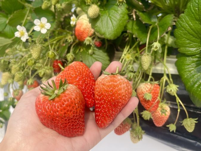 UluuGardensSAGA（うるうガーデンズ佐賀）いちご狩り