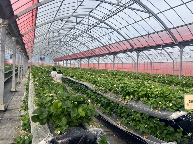 UluuGardensSAGA（うるうガーデンズ佐賀）いちご狩り