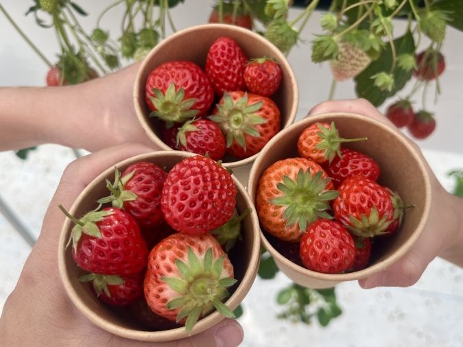 UluuGardensSAGA（うるうガーデンズ佐賀）いちご狩り