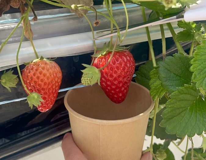 UluuGardensSAGA（うるうガーデンズ佐賀）いちご狩り