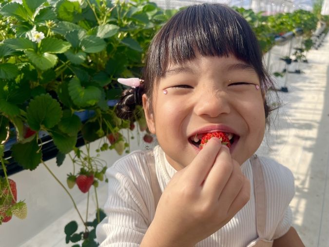 UluuGardensSAGA（うるうガーデンズ佐賀）いちご狩り