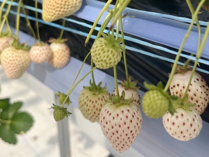 UluuGardensSAGA（うるうガーデンズ佐賀）白いちご