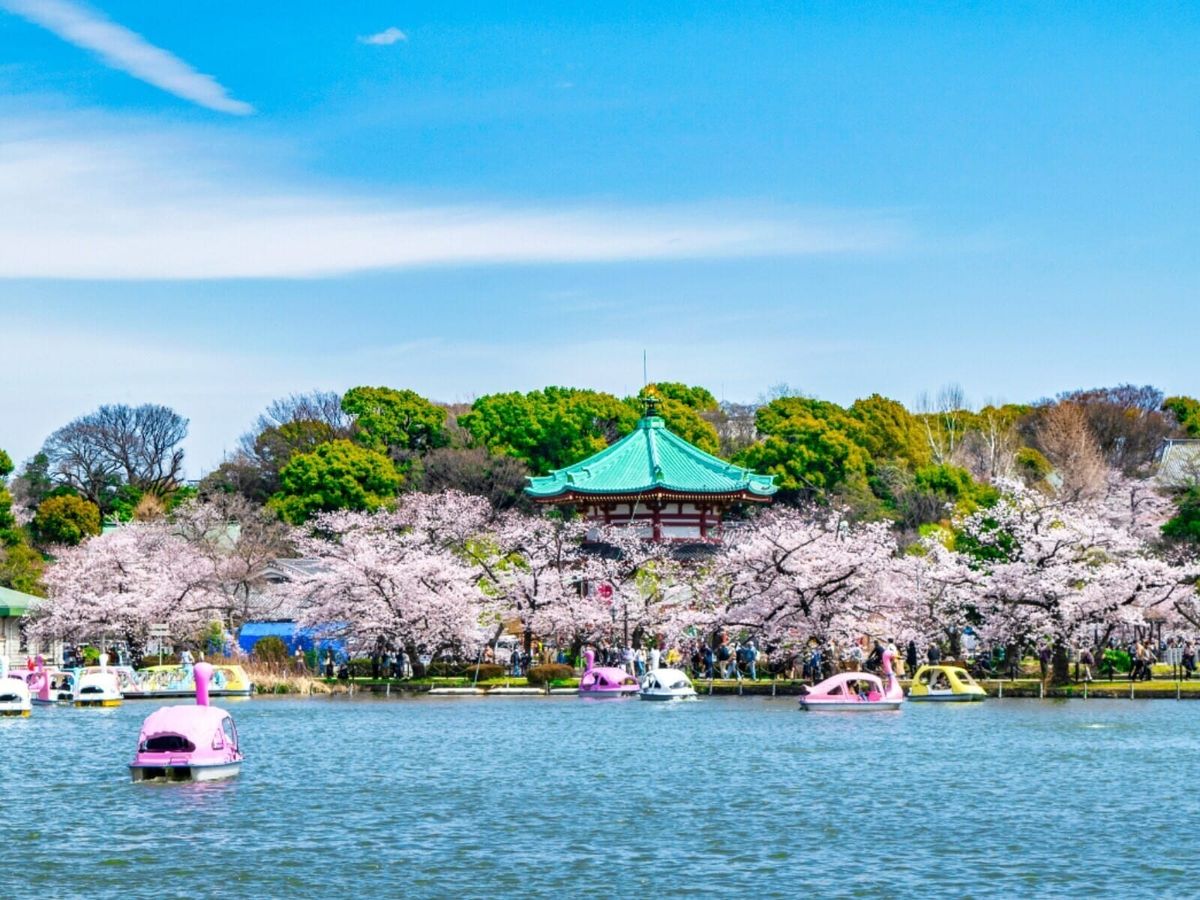 桜と食べ歩き、春のお花見を満喫しよう！