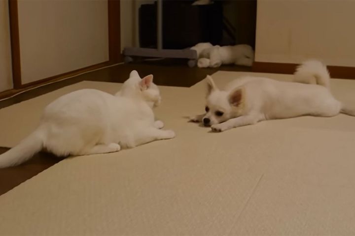 「予想の30倍うまく投げてた」犬を投げ飛ばす猫が話題！？