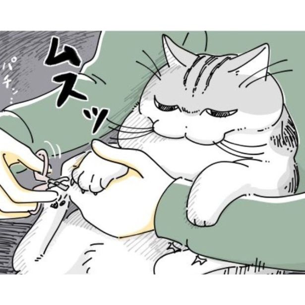 爪を切られて不機嫌になる愛猫 画像提供：キュルZ@kyuryuZ