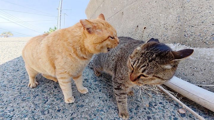 喧嘩する猫達