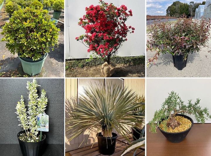 2025年開催の「推しグリーンコンテスト」でインスタに投稿された植木。（インスタ@uekifesより）