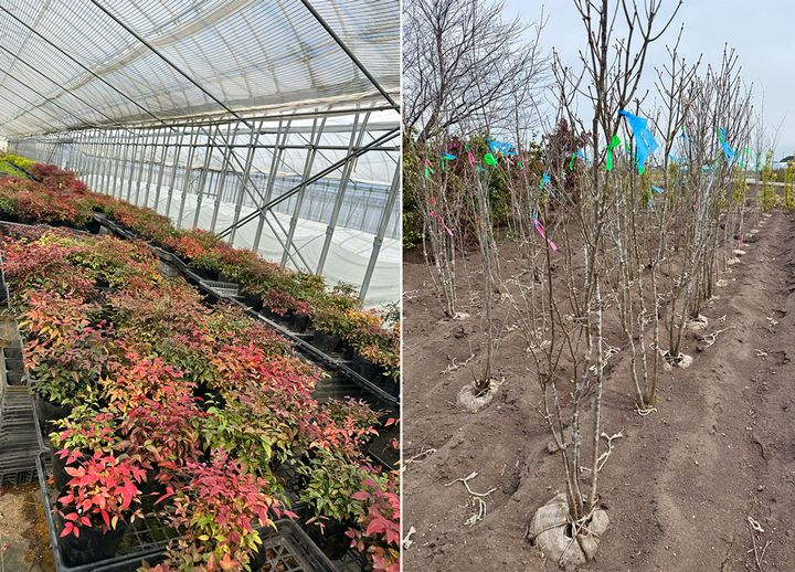 鈴鹿の植木生産現場。（左）矮性で分枝力に優れ、樹形が自然に整う矮性ナンテン／岡本緑化。 （右）庭木として人気のアオダモ。圃場で美しい斑入り模様を出すには、高い栽培技術が必要。／みどり（グリーングリーン））。