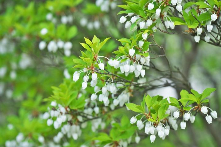 3月28日の花とは？【366日の誕生花と幸せの花言葉】