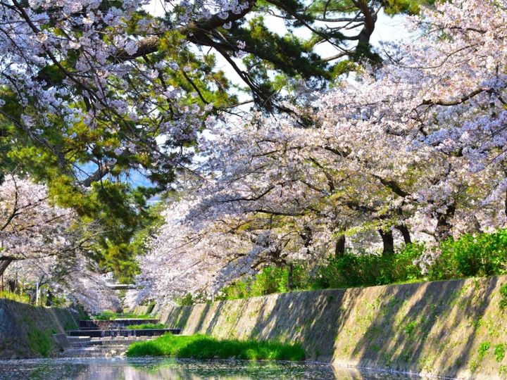 All About ニュース編集部が全国250人を対象に実施した「桜の名所に関するアンケート」の調査結果から、兵庫で行ってみたい＆好きな桜の名所ランキングを発表！ 2位「夙川河川敷緑地」を抑えた1位は？