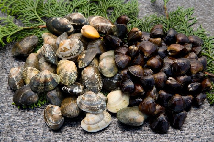 あさりとシジミ