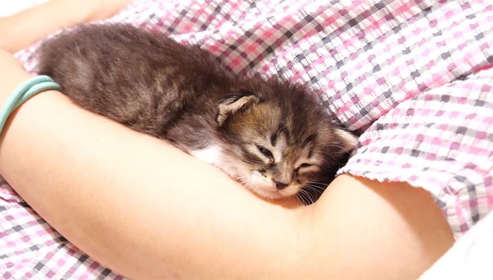 腕の中でウトウトする子猫