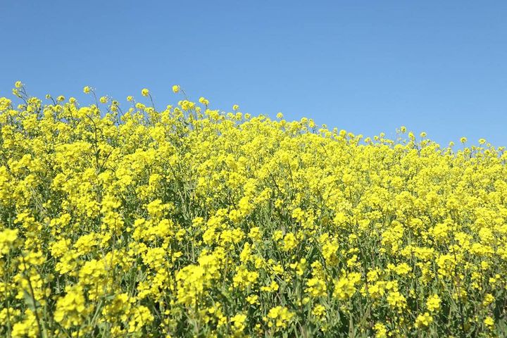 流鉄流山線（流山駅）付近の菜の花畑