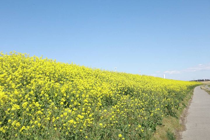 流鉄流山線（流山駅）付近の菜の花畑
