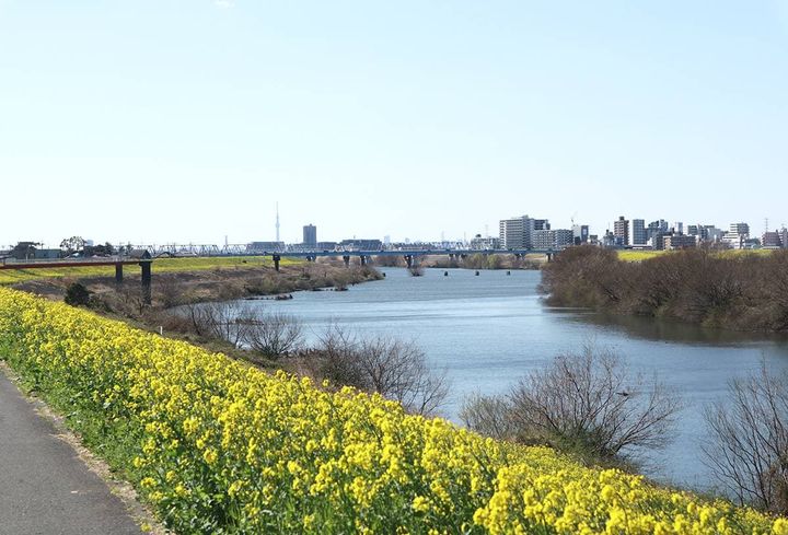 流鉄流山線（流山駅）付近の菜の花畑