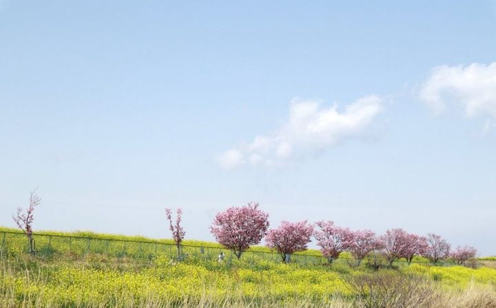 流鉄流山線（流山駅）付近菜の花