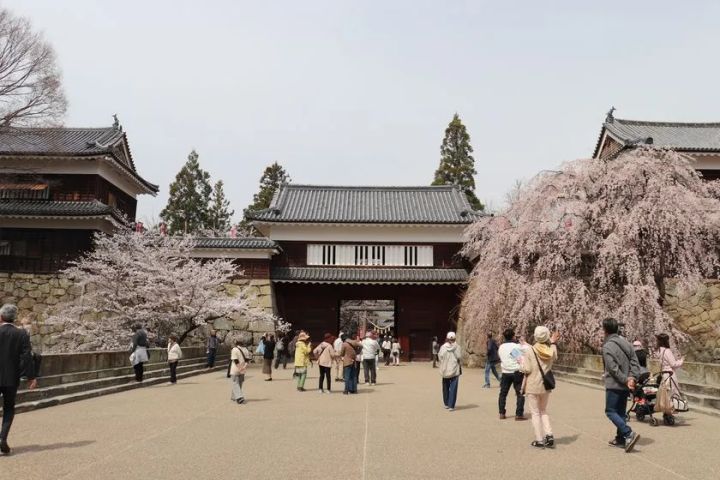 上田城東虎口櫓門と満開の桜