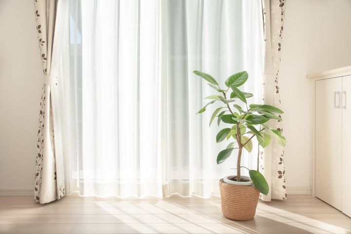 リビング 家庭運 観葉植物 葉が丸い