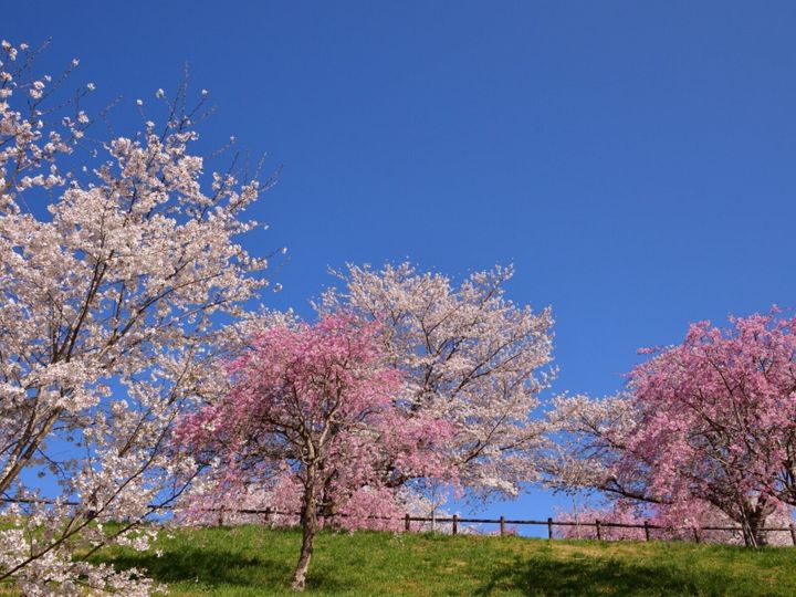All About ニュース編集部が全国250人を対象に実施した「桜の名所に関するアンケート」の調査結果から、千葉で行ってみたい＆好きな桜の名所ランキングを発表！ 2位「成田市さくらの山」を抑えた1位は？