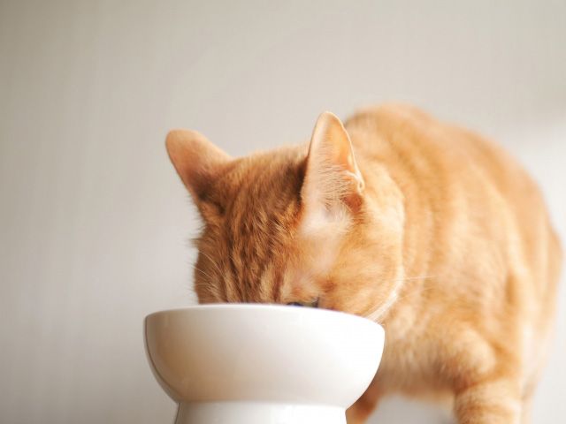猫 えさ ごはん