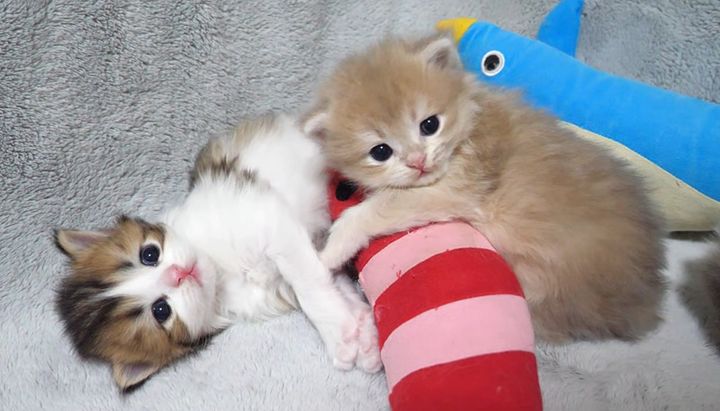 くつろぐ子猫達