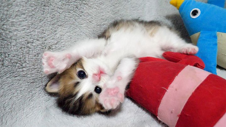 バンザイする子猫