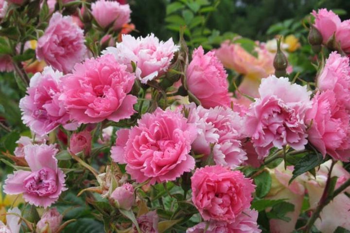 バラにはいろいろな花形がありますが、花弁の縁がギザギザになるカーネーション咲きはちょっと珍しい。‘ピンク グルーテンドルスト’や‘ホワイト グルーテンドルスト’などがそのタイプです。