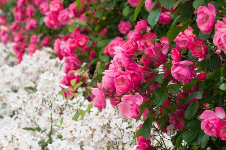 つるバラの‘アンジェラ’の株元に、ロサ・オリエンティスの‘ニューサ’を。ロサ・オリエンティスはシュラブ樹形で耐病性が強い品種群。つるバラの株元には、‘マザーズデイ’などの小型で横に伸びるバラも適します。