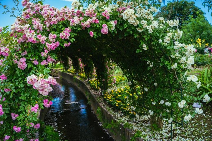 【意外と重要】3月のバラは何をする？芽かき・芽出し肥・雑草対策3つのコツで失敗しない育て方