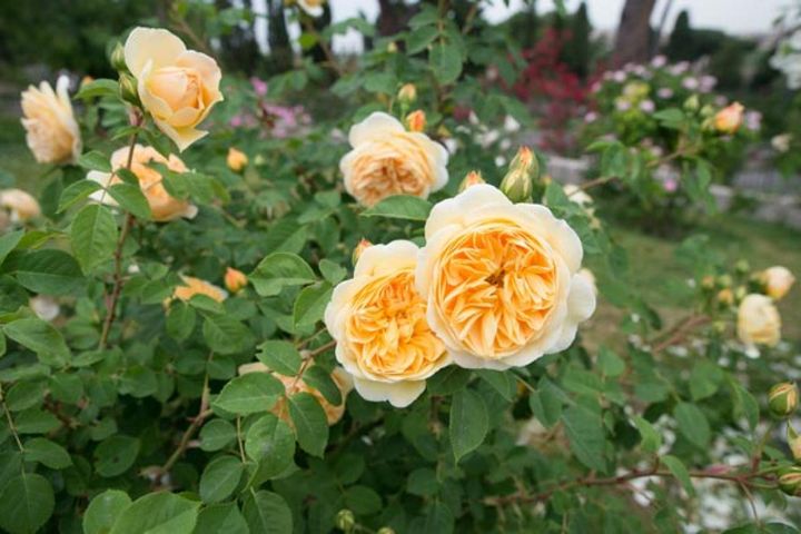 アプリコットイエローのイングリッシュローズ。やや黄色みをおびたマットな質感の葉とカップ咲きの上品な花がやさしく調和しています。どんなタイプの庭にも合うバラです。