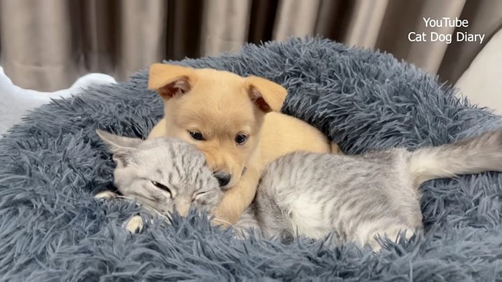 一緒に過ごす子犬と子猫