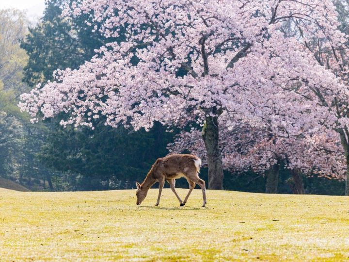 All About ニュース編集部が全国250人を対象に実施した「桜の名所に関するアンケート」の調査結果から、奈良で行ってみたい＆好きな桜の名所ランキングを発表！ 2位「奈良公園」を抑えた1位は？