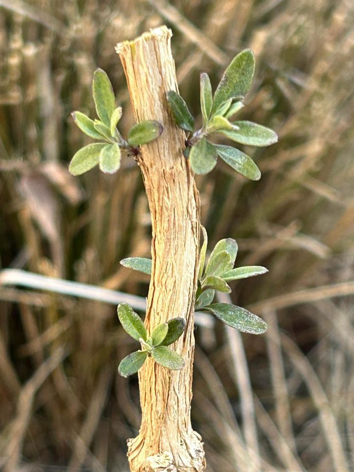 チェリーセージの太い茎は、芽があることを確認してから剪定。