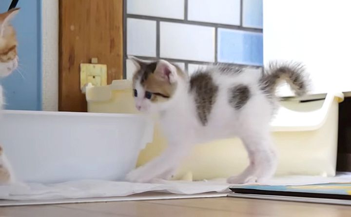 やんのかステップする子猫