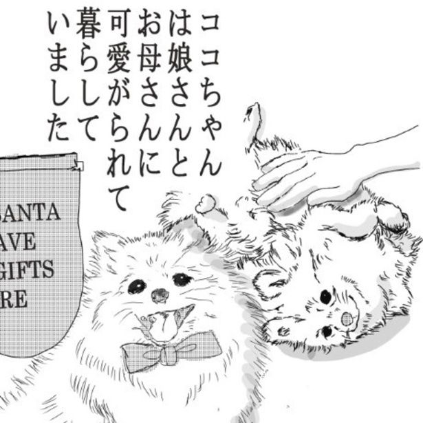 飼い主から可愛がられ、配達員に対しても人懐こかったポメラニアンのココ。 送達ねこ(@jinjanosandou)