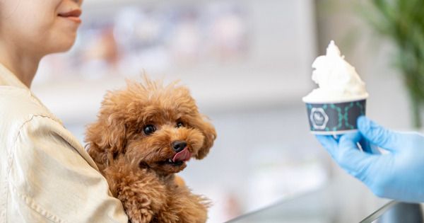 【神奈川県横浜市】地元食材の魅力を発信する地産地消ジェラート専門店「Nicolita」が開店1周年！