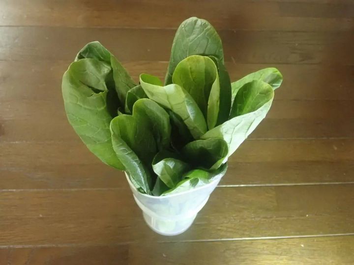 DAISO(ダイソー)：野菜イキイキスタンド