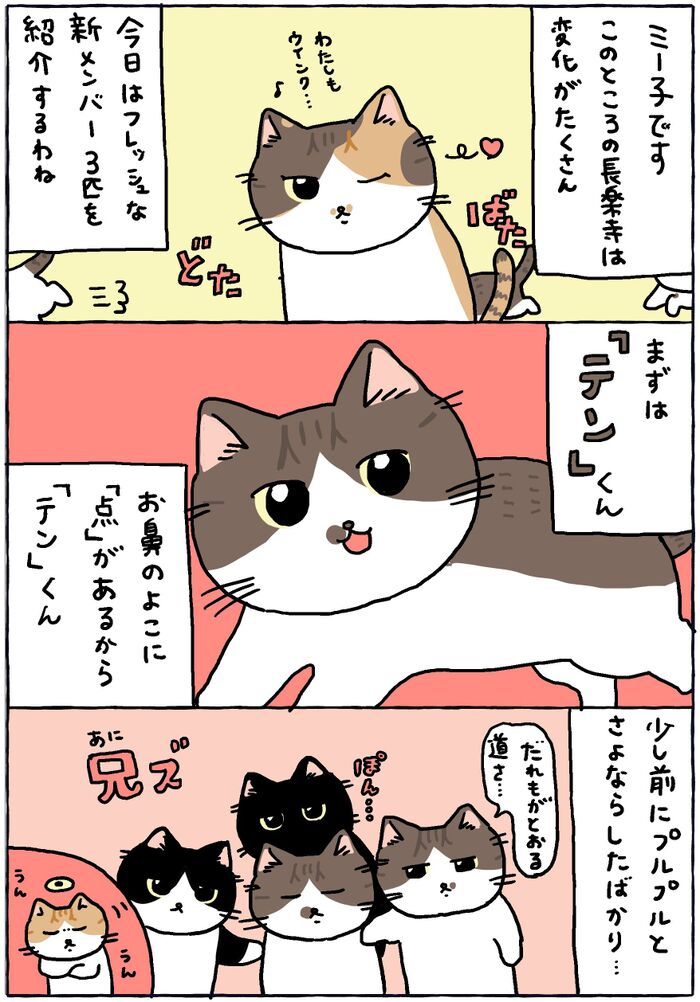 フレッシュな新メンバーを紹介するわ【てらねこミー子の日常】