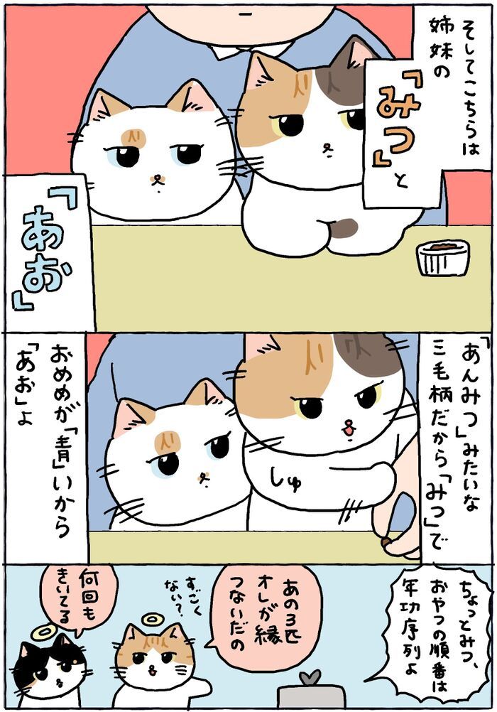 フレッシュな新メンバーを紹介するわ【てらねこミー子の日常】