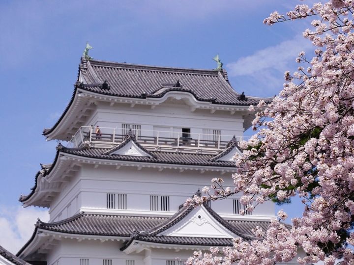 All About ニュース編集部が全国250人を対象に実施した「桜の名所に関するアンケート」の調査結果から、神奈川で行ってみたい＆好きな桜の名所ランキングを発表！ 2位「小田原城址公園」を抑えた1位は？